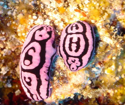 Phyllidiella meandrina